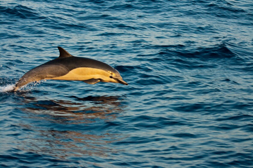 This common dolphin, Delphinus delphis, was one in a school of over 1000 in the Pacific, off Mexico.