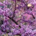 Spring blossoms in colorful display at Historic Oakland Cemetery in Atlanta, Georgia. (USA)