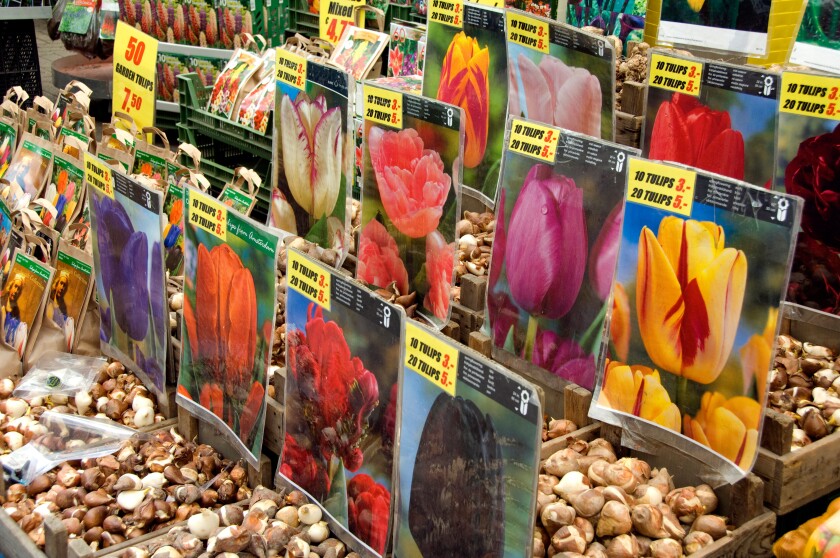 Netherlands (aka Holland), Amsterdam. Bloemenmark (aka floating flower market). Packages of tulip bulbs.