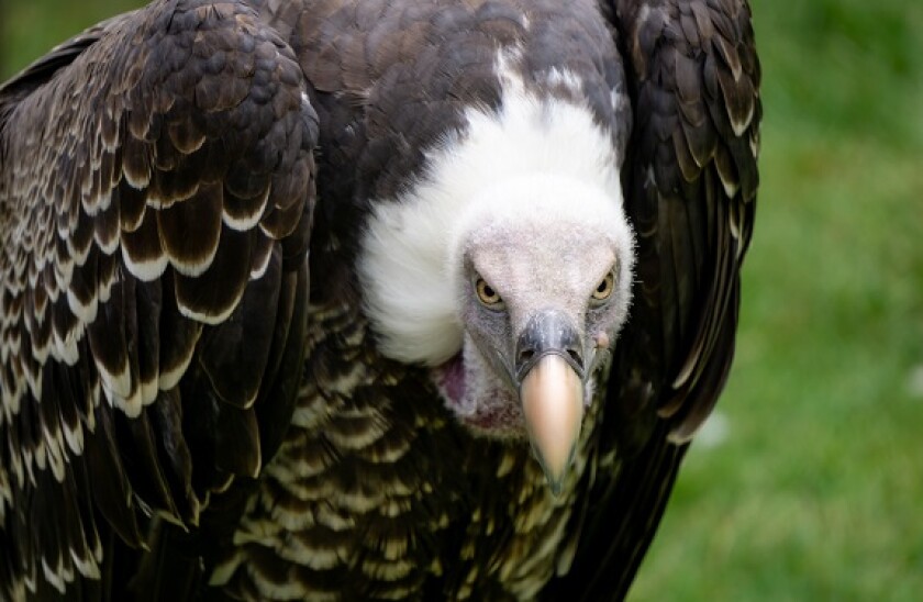 Vulture_AdobeStock_575x375_21Jan20