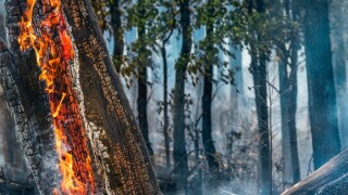 Amazon forest fire deforestation from Adobe 3Dec20 575x375