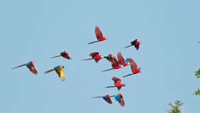 Red-and-green macaws (and one blue-and-yellow macaw) in flight in Tambopata National Reserve Peru