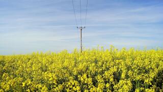 Landscape from the countryside in Romania - a large flowering rapeseed field with a power line pylon in the background