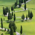 Zypressenkurven - cypress curve 43