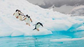 Gentoo Penguins, Neko Harbour, Antarctic Peninsula, Antarctica.