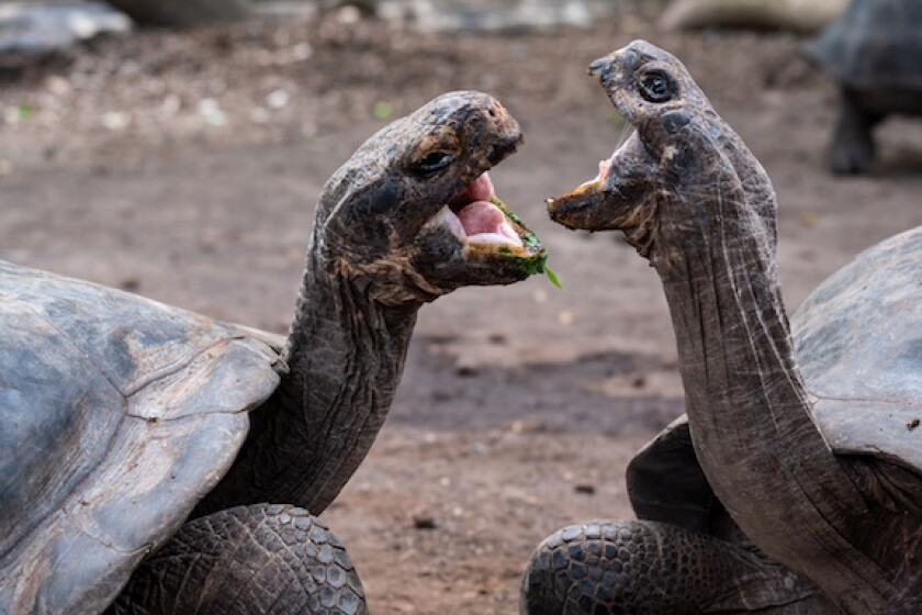 Ecuador, tortoise, fight, restructuring, battle, 575, LatAm