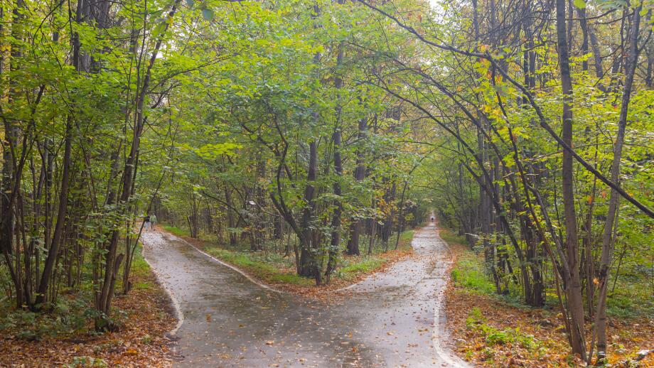 forks of roads in the forest in the autumn season