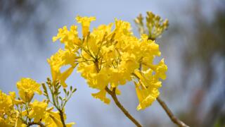 Yellow flowers tree tabebuia spectabilis / Goldentree in the park