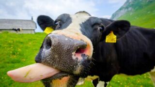 Cow_Tongue_12Nov20_Adobe_575x375