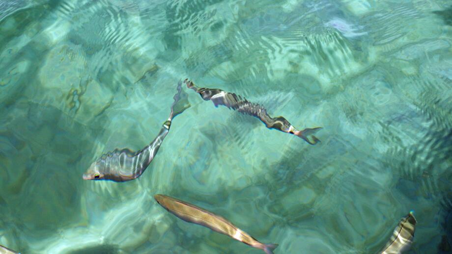 Sea's transparencies in Sardinia