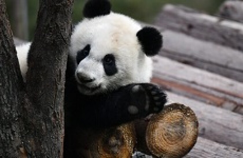 Panda_saying_hi_PA_230X150_02Apr20