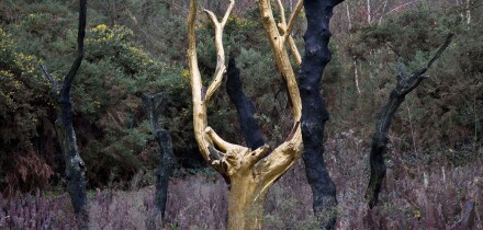 Golden tree / Paimpont