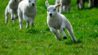 cute lambs running and jumping in spring The Netherlands
