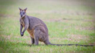 Kangaraoo_fotolia_230x150