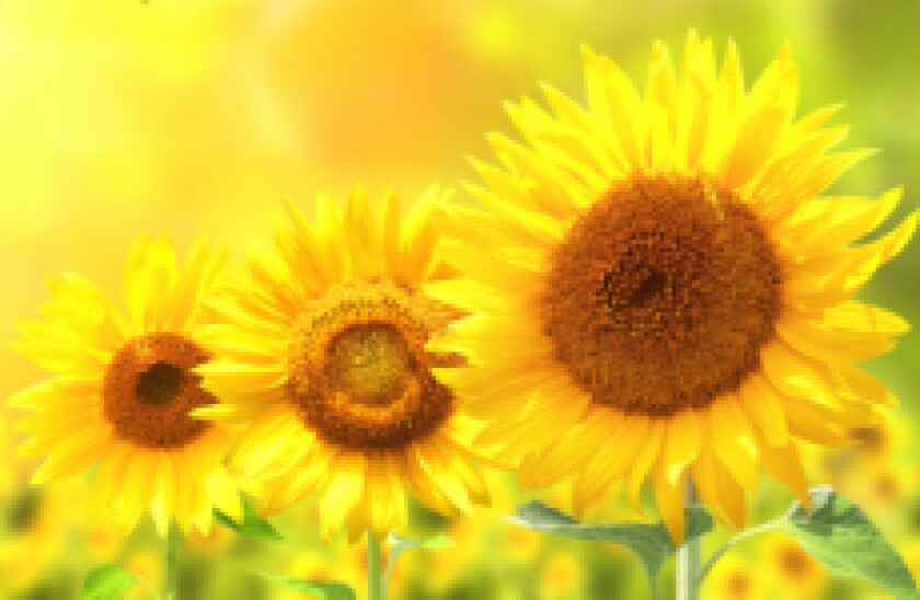 sunflowers for gc px230 x 150