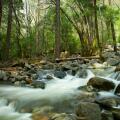 Scenic view of river flowing over rocks in forest, Yosemite National Park, California, U.S.A.