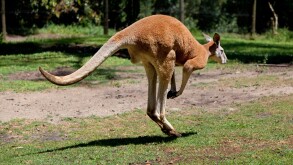 Red kangaroo hopping around in Australia