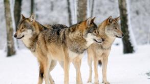 European wolf (Canis lupus), three wolves in winter landscape, Germany