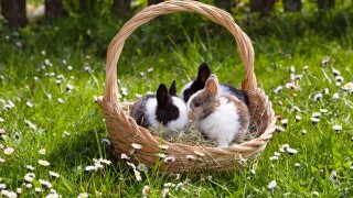Young Rabbits (Oryctolagus cuniculus forma domestica) in an Easter basket on a flowery meadow