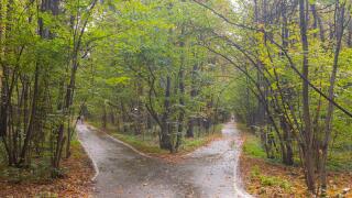 forks of roads in the forest in the autumn season