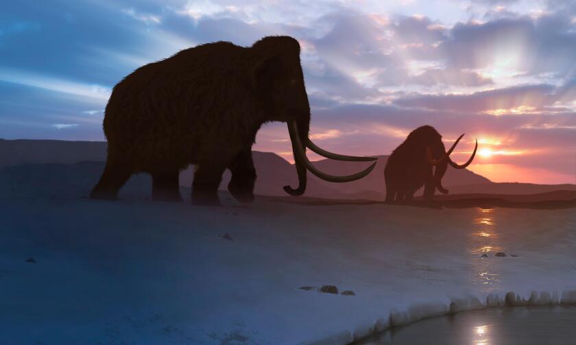 Artwork of the woolly mammoth (Mammuthus primigenius), or tundra mammoth. This animal lived during the Pleistocene epoch and into the early Holocene, and as such coexisted with humans. It was roughly the same size as a moden African elephant. Covered in t