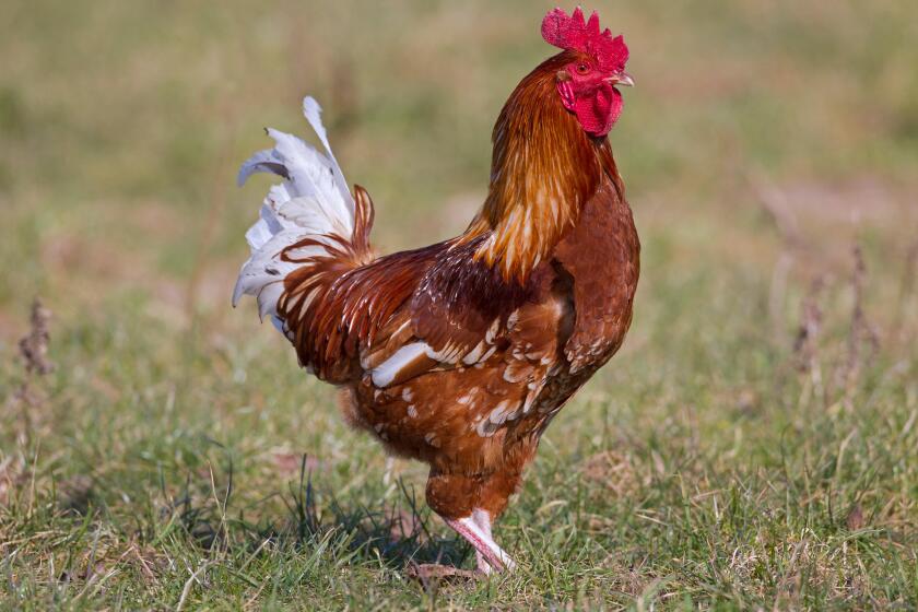 Domestic chicken (Gallus gallus domesticus), free range rooster / cock in grassland