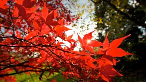 Maple tree, also known as Acer tree, in autumn bloom. Red Acer leaves an bright autumn day.