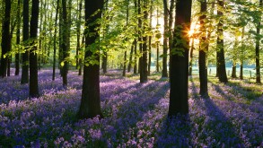 A covering of English bluebells highlighted by early sunlight. A misty sea of blue carpets the woodland floor during spring.