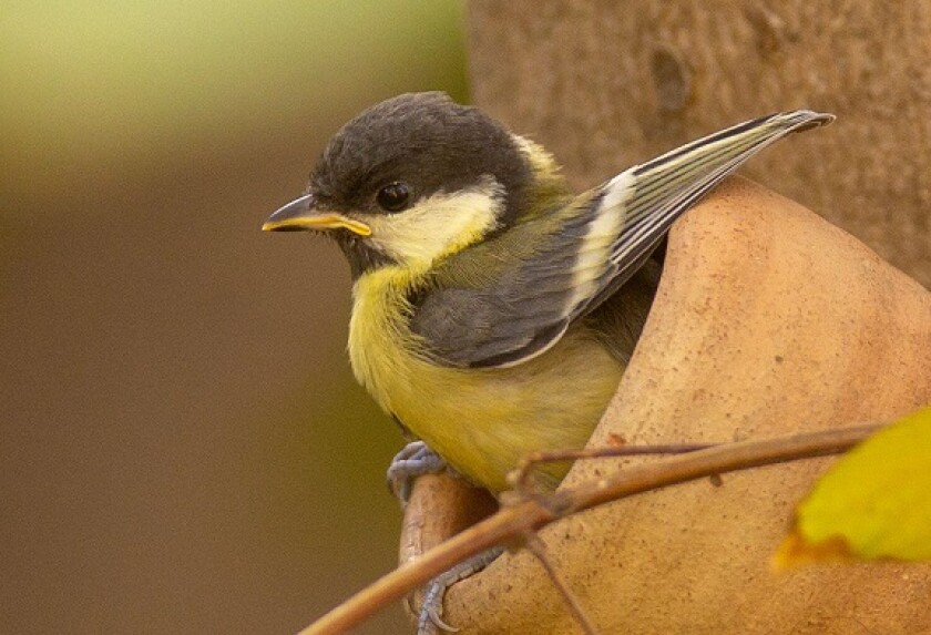 Fledgling leaves nest from Alamy 7Nov23 575x375