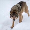 Grey Wolf; Canis lupus
Single Captive
Finland