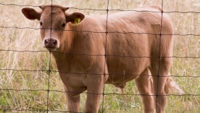 Bull calf in a field behind a page wire fence