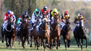 Halle, Germany, horses and jockeys during a race gallop