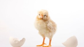 Baby chicken out of egg, studio shot