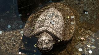Korea pond turtle statue of coins. Image shot 08/2017. Exact date unknown.