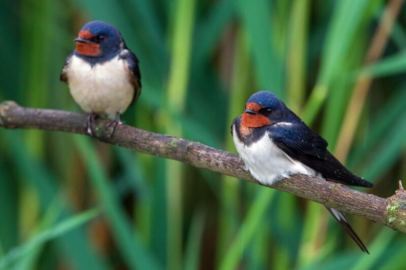 Swallow (Hirundo rustica), two swallows on a twig, Italy