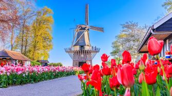 Blooming colorful tulips flowerbed at the public flower garden with windmill. Lisse, Holland, Netherlands.
