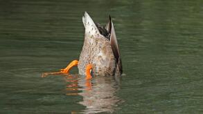 Adult female upending,