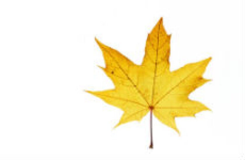 mapleleaf_fotolia_230x150