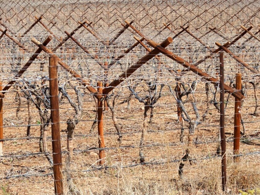 Vines drought Western Cape South Africa from Alamy 11Apr24 575x375