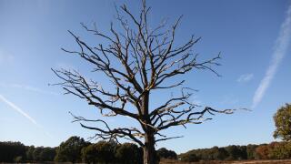 Ashtead Common, Ashtead, Surrey, UK - A clear blue sky above a solitary bare tree on a winter morning with woodland in background with copy space