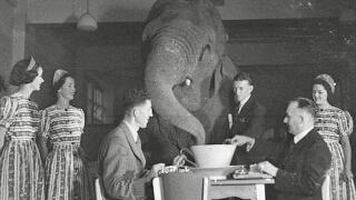 Sam Hood - The Elephant in the Room