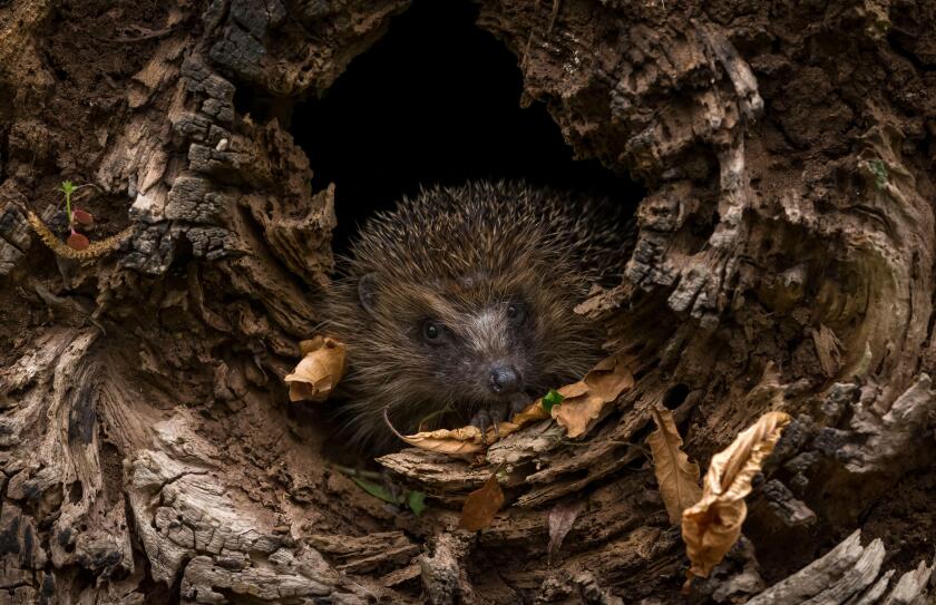 Hedgehog (Scientific name: Erinaceus Europaeus). Wild, native, European hedgehog waking up after hibernation and emerging from a fallen log. Landscape