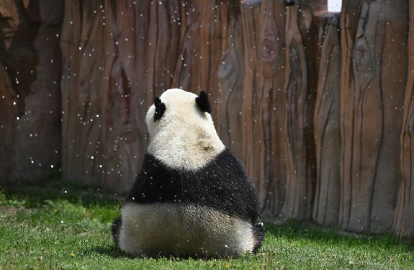 Panda_facing_back_PA_575X375_10Jun20
