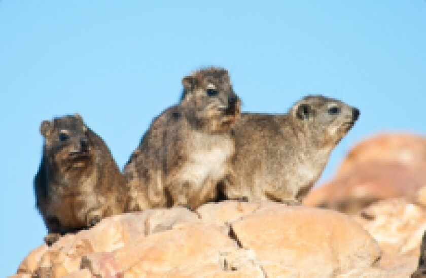 hyrax px230 x 150 for gc