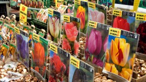 Netherlands (aka Holland), Amsterdam. Bloemenmark (aka floating flower market). Packages of tulip bulbs.
