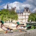 Paris, France - May 1, 2020: Couple of wild ducks on the quays of the Seine during the containment measures due to the Covid-19