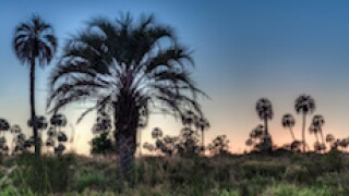 Entre Ríos, Argentina, Palmar