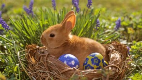 Pygmy Rabbit (Oryctolagus cuniculus) among easter decoration