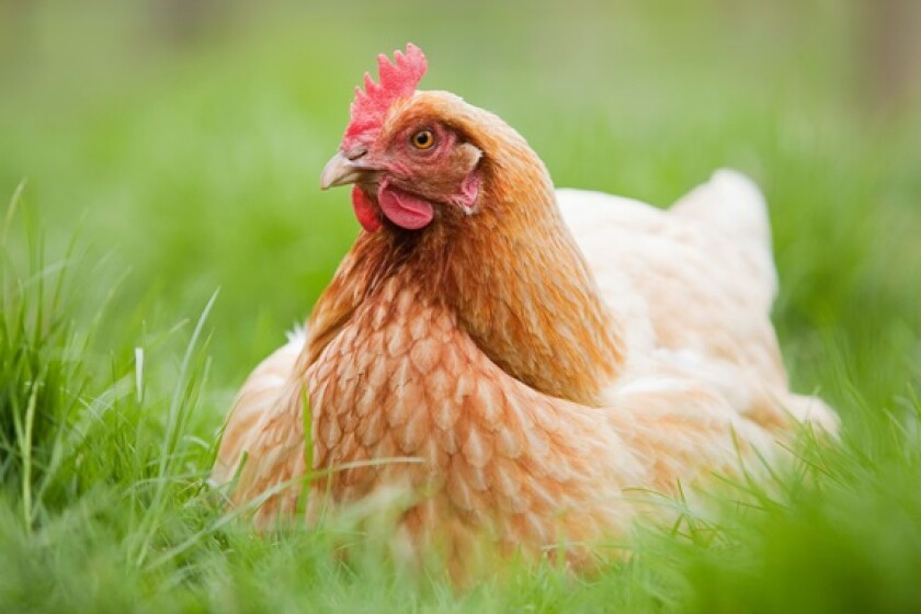 chicken-alamy-100225.jpg