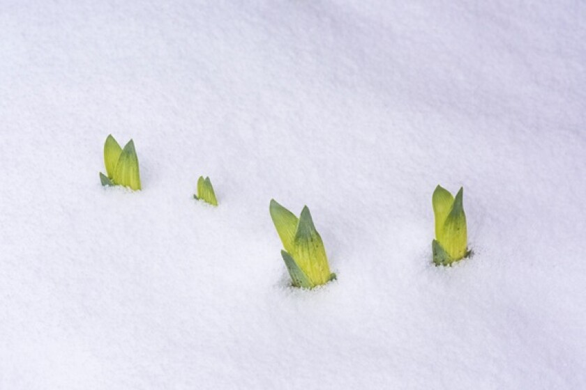 Green shoots snow from Alamy 11Dec24 575x375